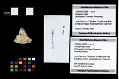 Foto (Objekt + Etikett) von Goniodromites indet.  (NHMW-GEO-1990-0041-2666)